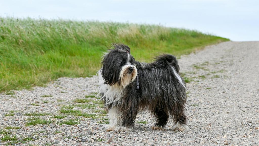 Tibetan Terrier