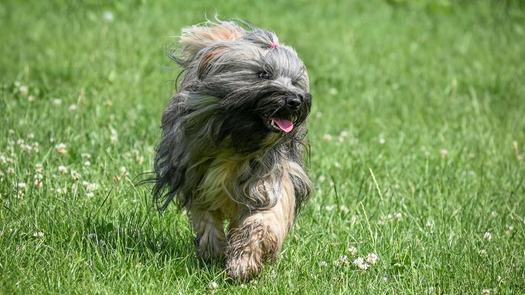 Tibetan Terrier