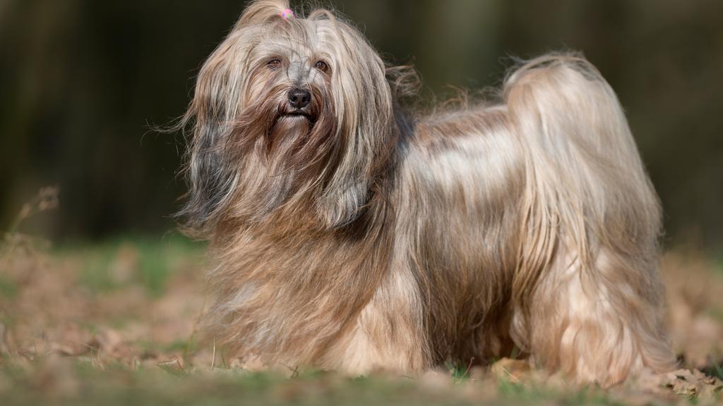 Tibetan Terrier