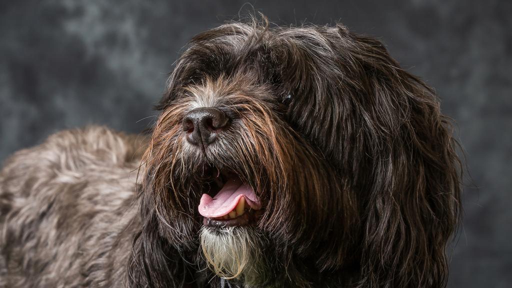 Tibetan Terrier