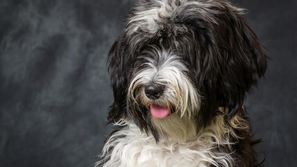 Tibetan Terrier