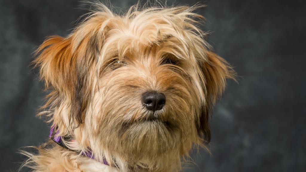 Living Environment Adaptability icon