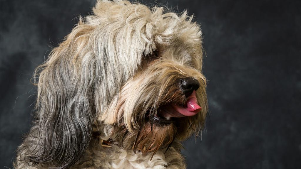 Temperament & Behavior icon