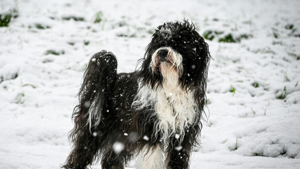 Exercise & Activity Needs icon