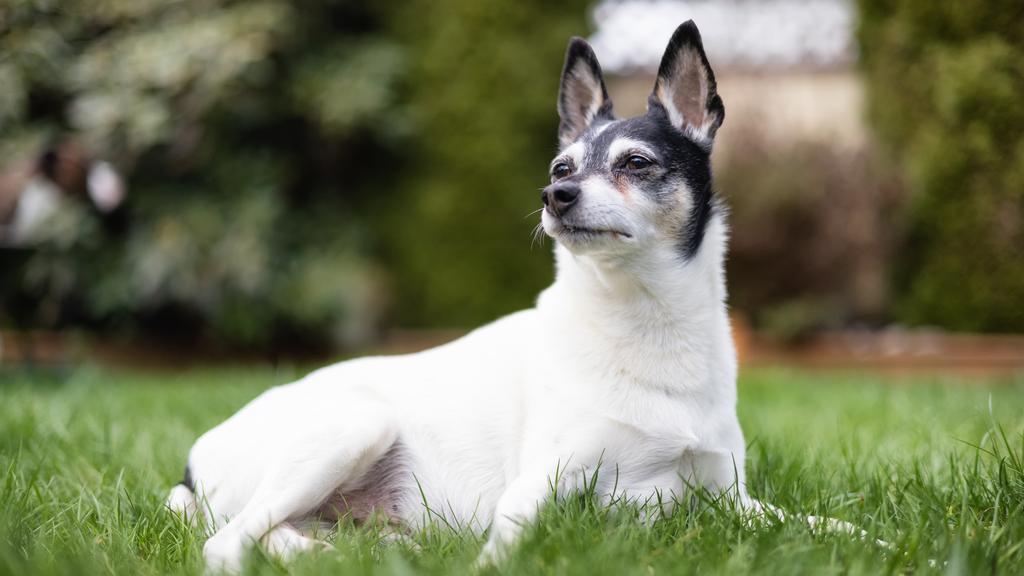 Adoption vs. Breeder Considerations icon