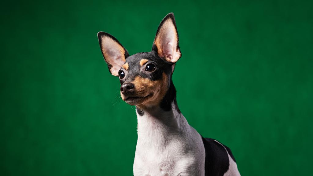 Toy Fox Terrier