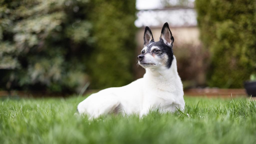 Basic Information icon