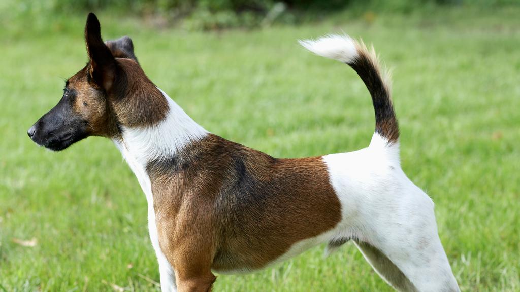 Toy Fox Terrier