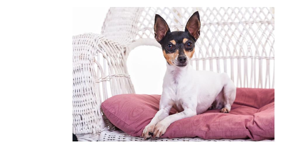 Toy Fox Terrier