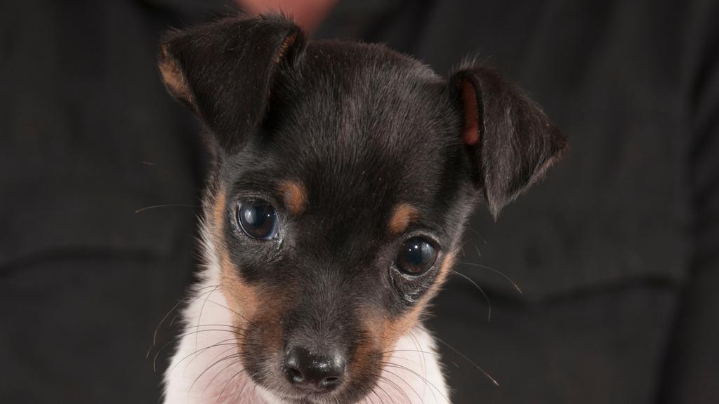 Grooming & Health icon