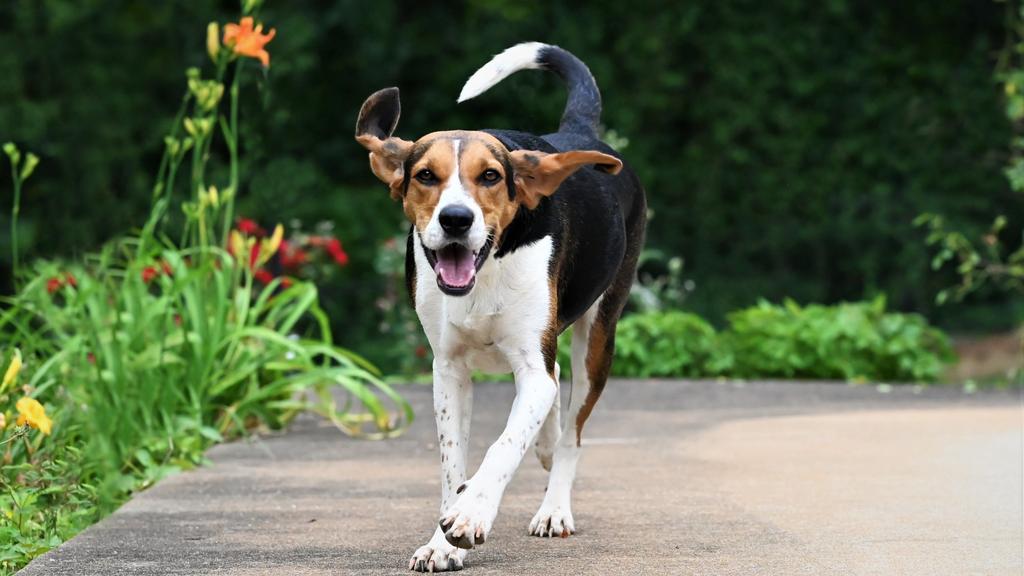 Treeing Walker Coonhound