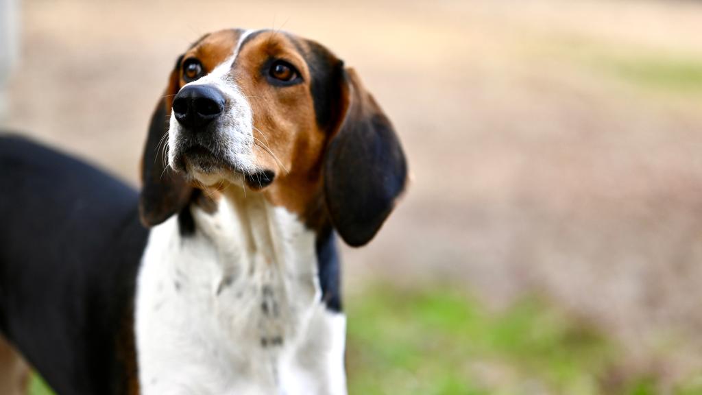 Temperament & Behavior icon