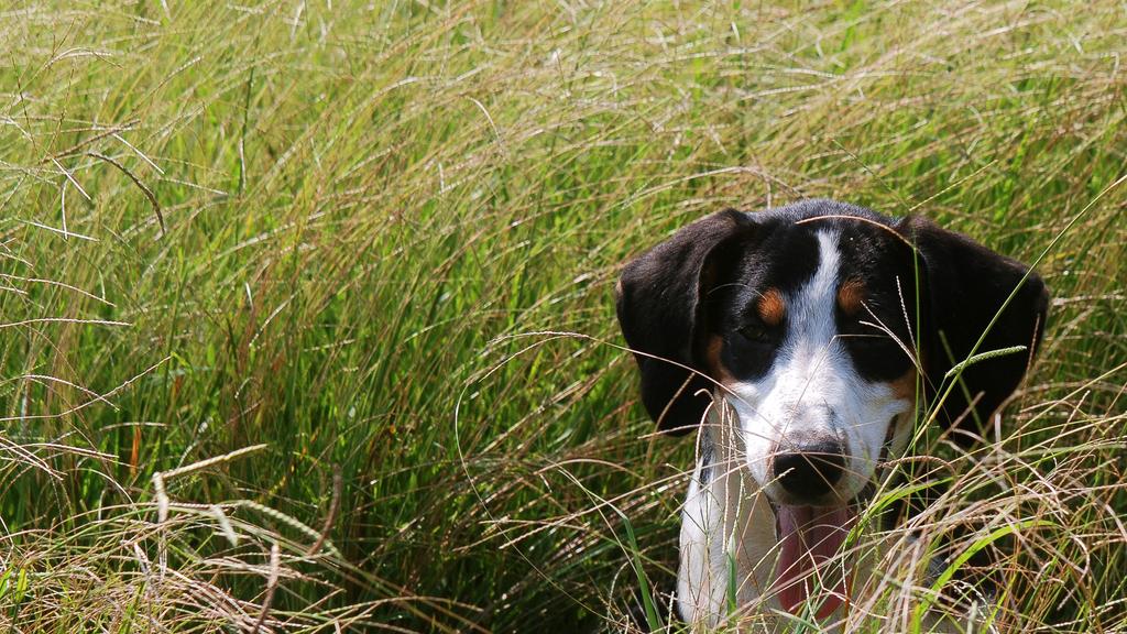Treeing Walker Coonhound