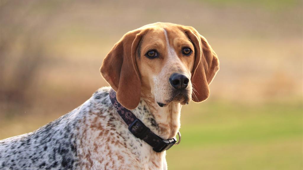 Treeing Walker Coonhound