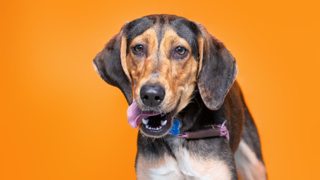 Treeing Walker Coonhound