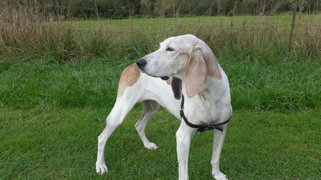 Suitability for First-Time vs. Experienced Owners icon