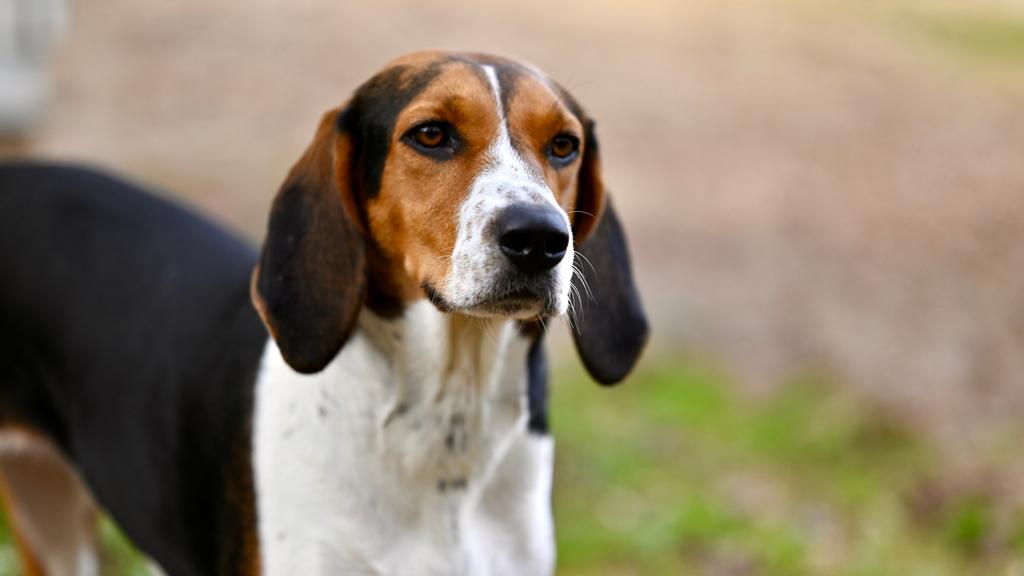 Treeing Walker Coonhound
