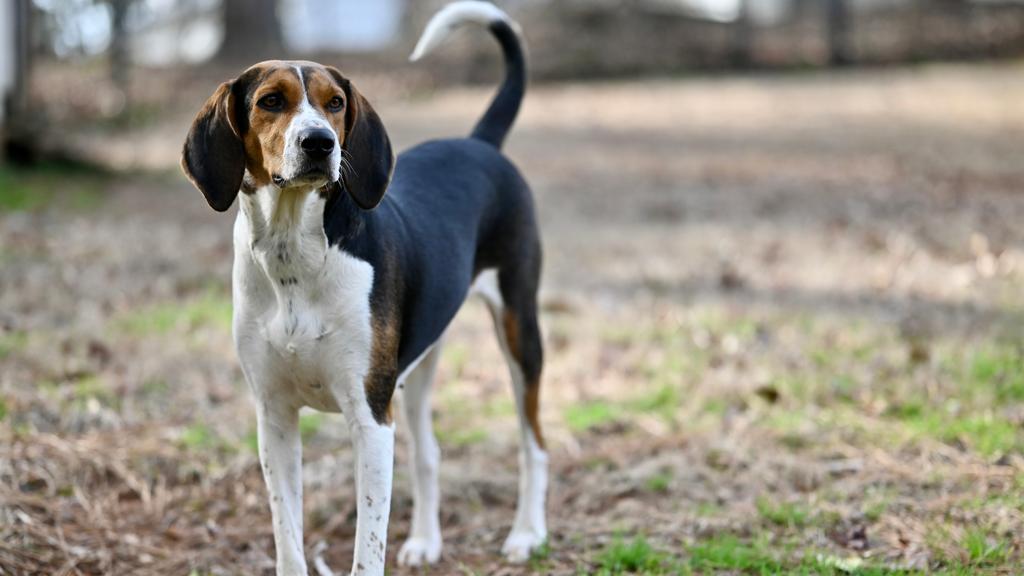 Treeing Walker Coonhound