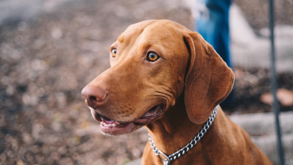 Vizsla