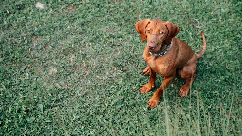 Vizsla