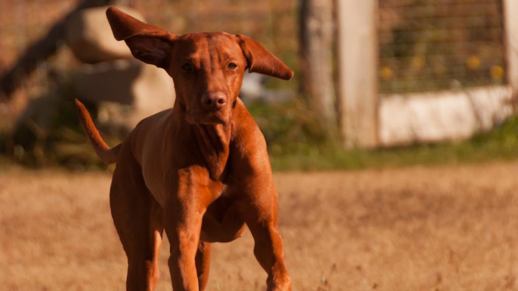 Temperament & Behavior icon