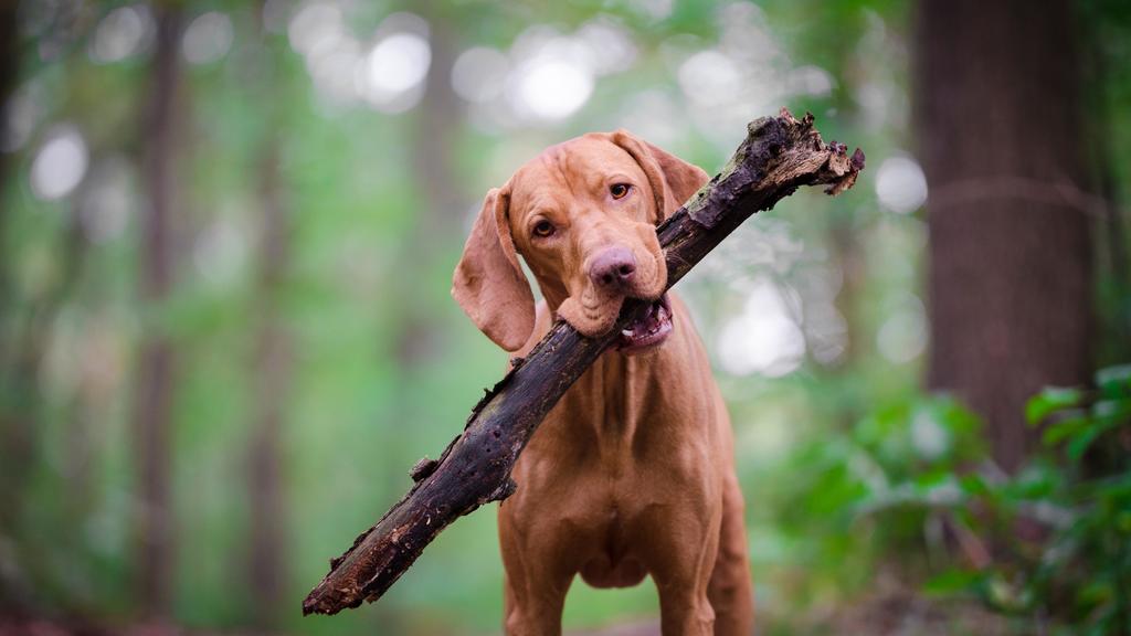 Vizsla