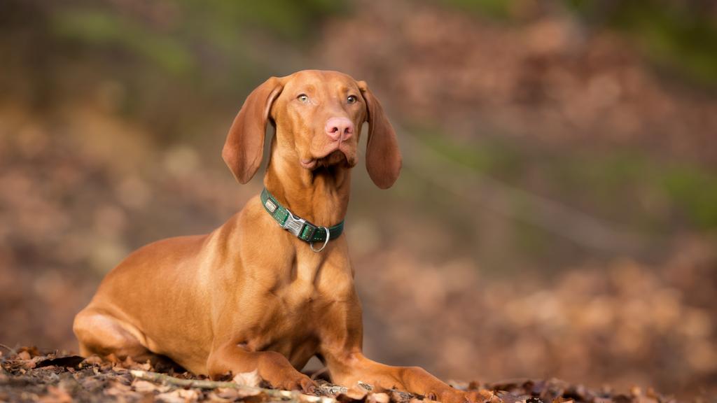 Basic Information icon