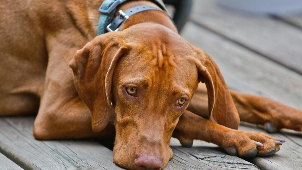 Vizsla