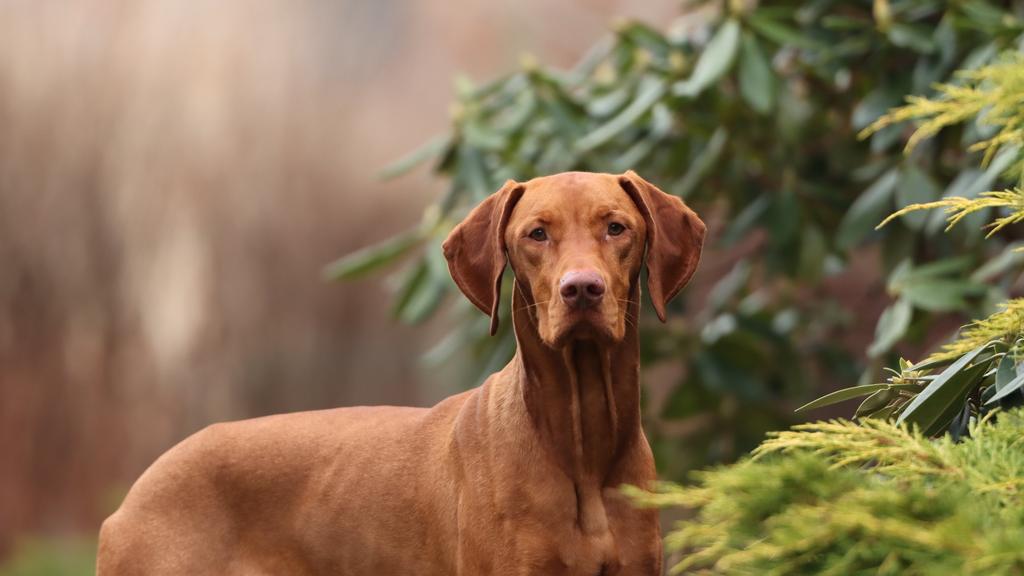 Long-Term Commitment & Special Considerations icon