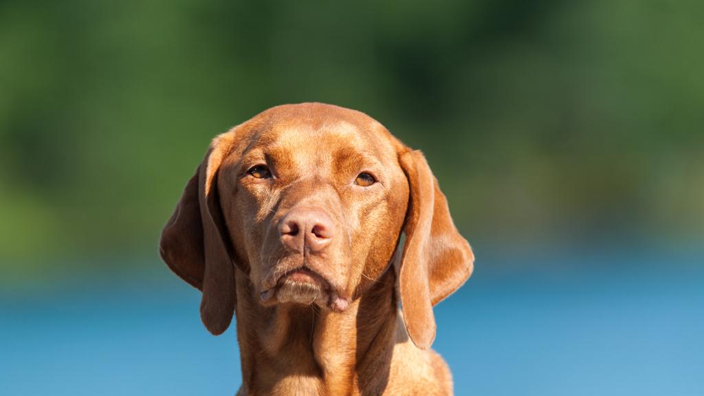 Adoption vs. Breeder Considerations icon