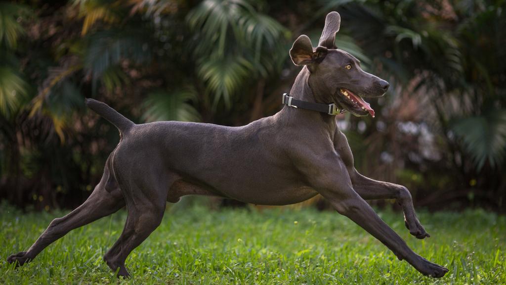 Weimaraner