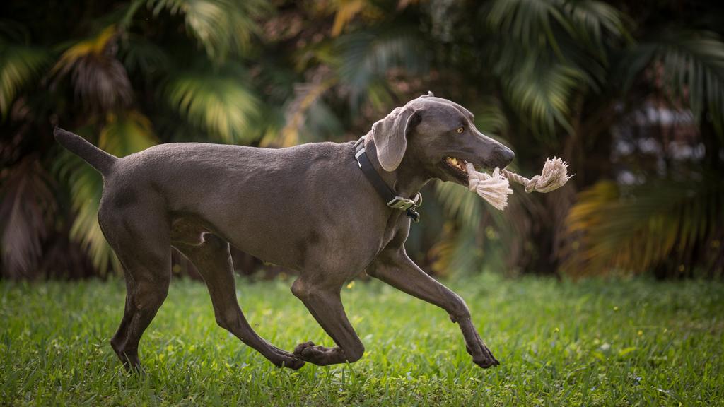 Basic Information icon