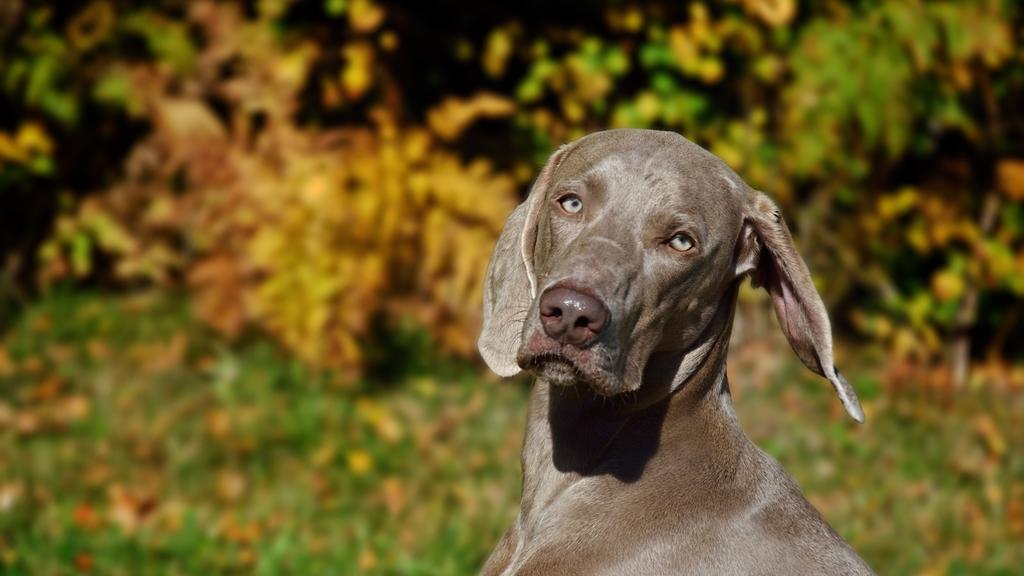 Weimaraner