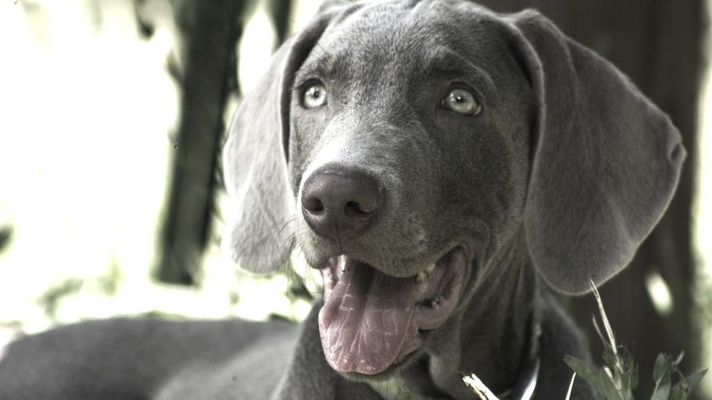 Adoption vs. Breeder Considerations icon