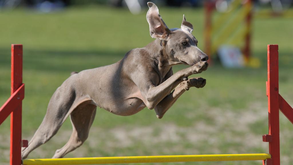 Temperament & Behavior icon