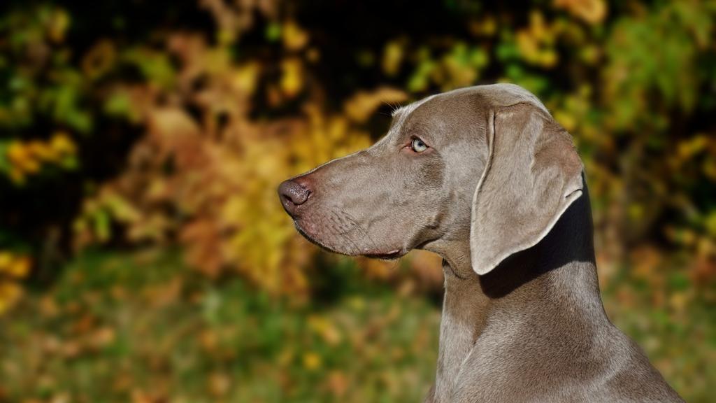 Weimaraner