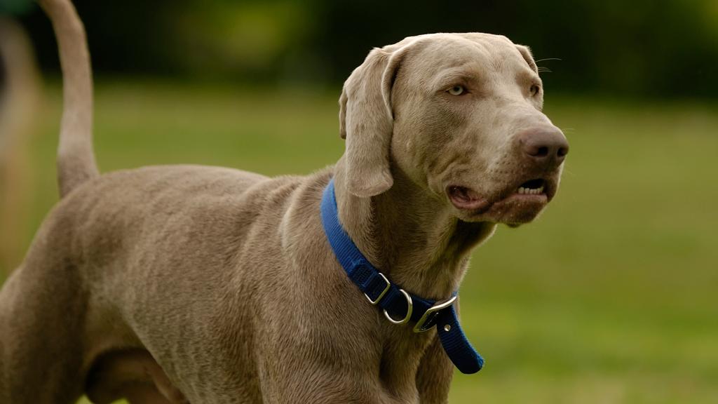 Exercise & Activity Needs icon