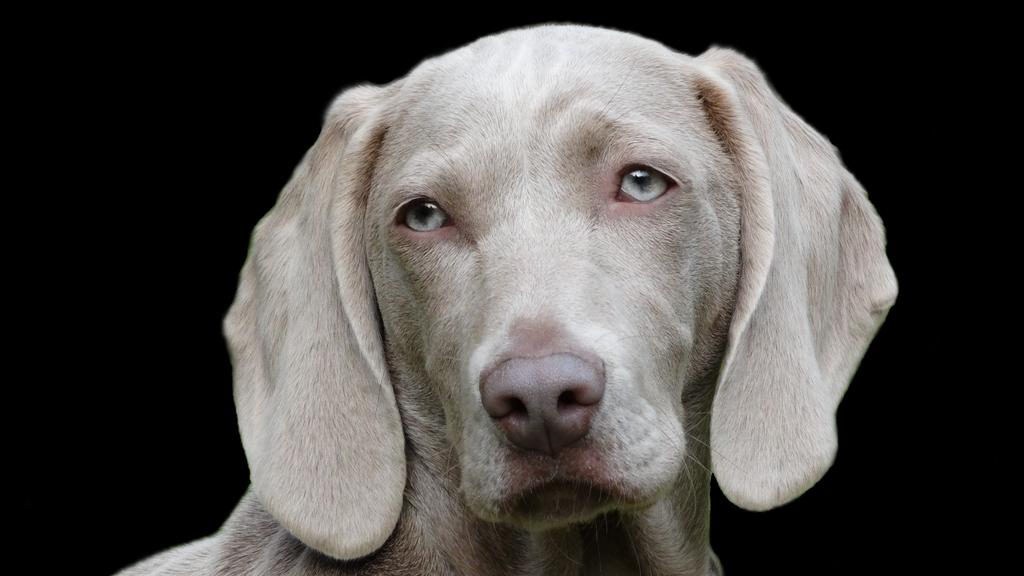 Living Environment Adaptability icon