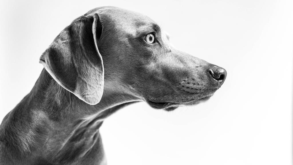 Grooming & Health icon