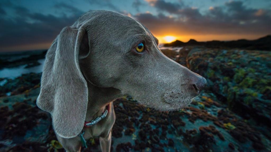 Weimaraner