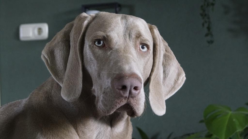 Weimaraner