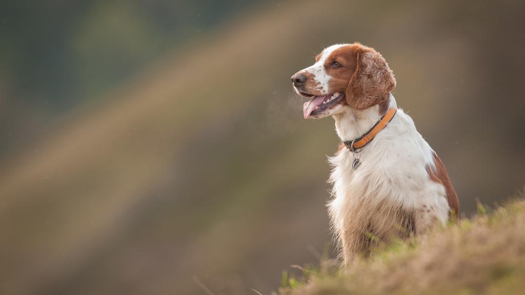 Exercise & Activity Needs icon