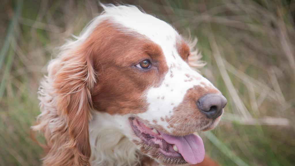 Grooming & Health icon