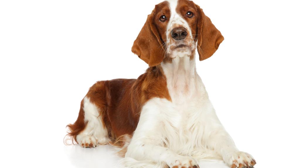 Welsh Springer Spaniel