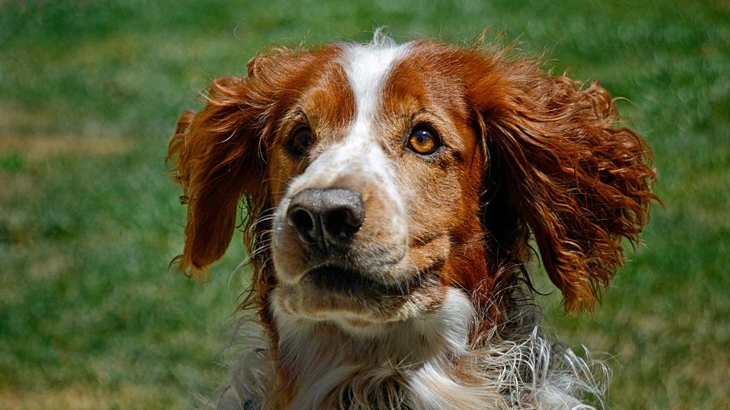 Welsh Springer Spaniel