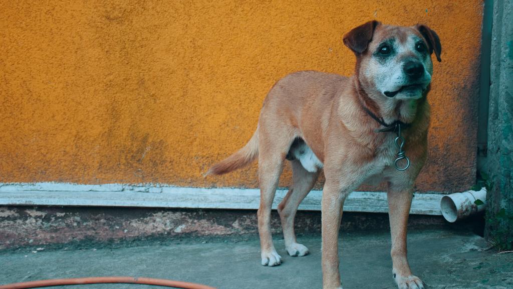 Basic Information icon