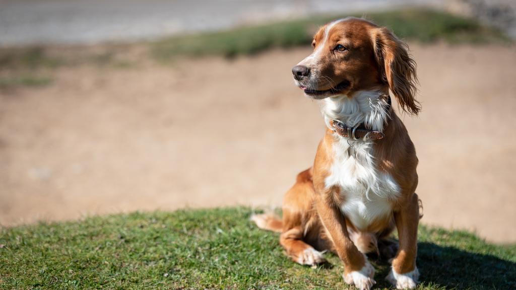 Temperament & Behavior icon