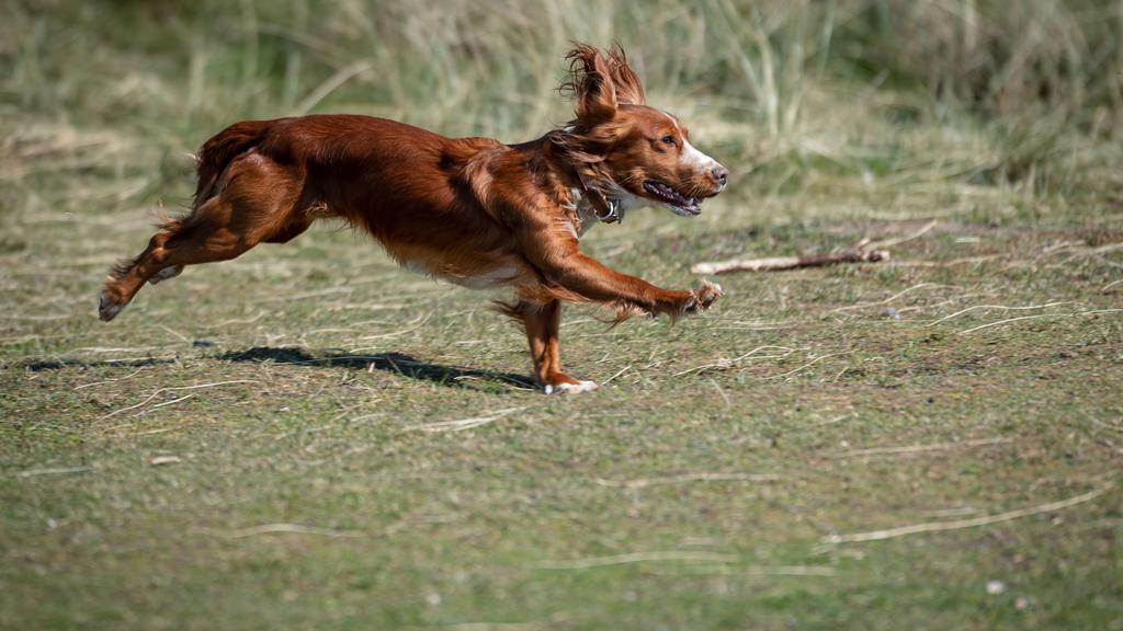 Welsh Springer Spaniel
