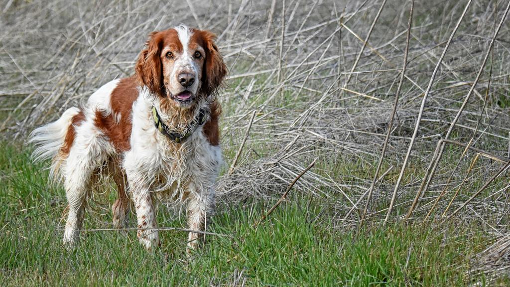 Welsh Springer Spaniel