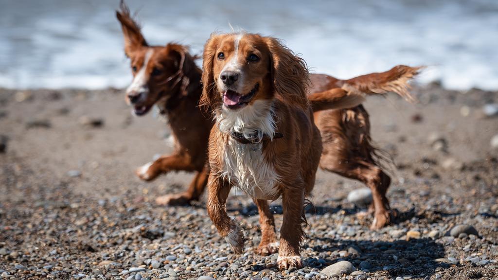Welsh Springer Spaniel